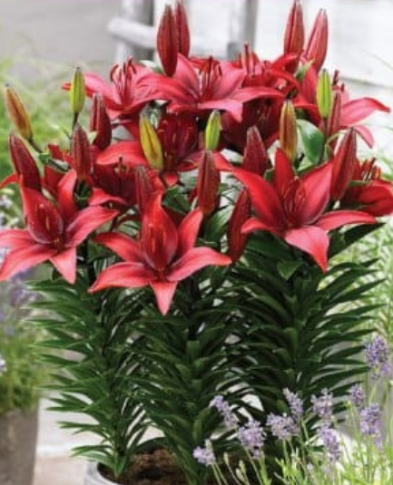 Lilijas Āzijas zemās CAVOLI 16/18 20gab
