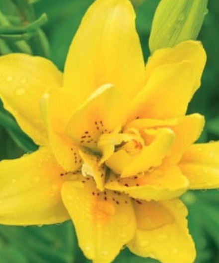Lilijas Āzijas pildītās FATA MORGANA 14/16 10gab