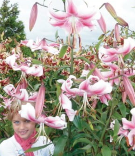 Lilijas Lilijkoks ANASTASIA 16/18 20gab