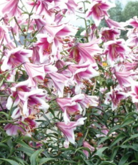 Lilijas Lilijkoks FRISO 16/18 20gab