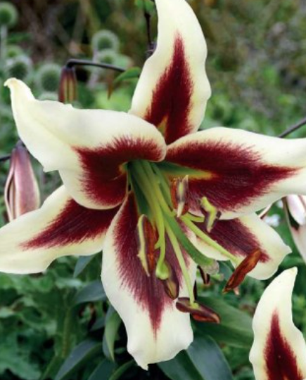 Lilijas Lilijkoks BEVERLY DREAMS 14/16 20gab