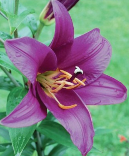 Lilijas Lilijkoks PURPLE PRINCE 16/18 20gab