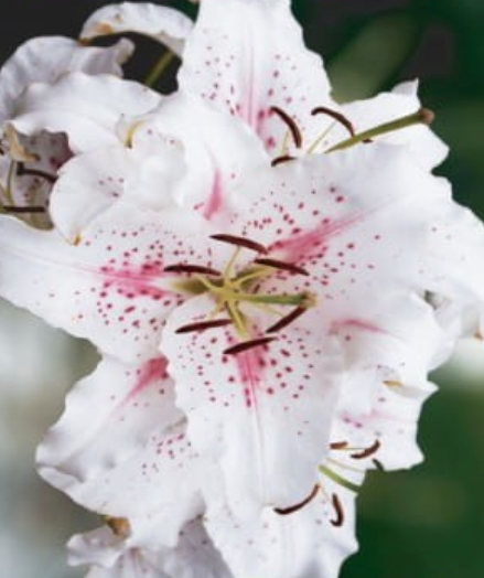 Lilijas Austrumu MUSCADET 16/18 20gab