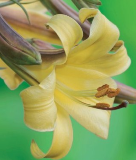 Lilijas Trompetlilijas GOLDEN SPLENDOUR 16/18 20gab