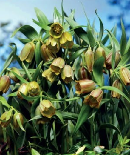 Fritilārijas PONTIJAS 6/+ 50gab