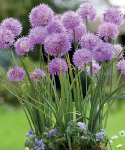 Sīpoli dekoratīvie CAROLINIANUM 5/+ 30gab