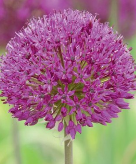 Sīpoli dekoratīvie PURPLE SENSATION 10/12 30gab