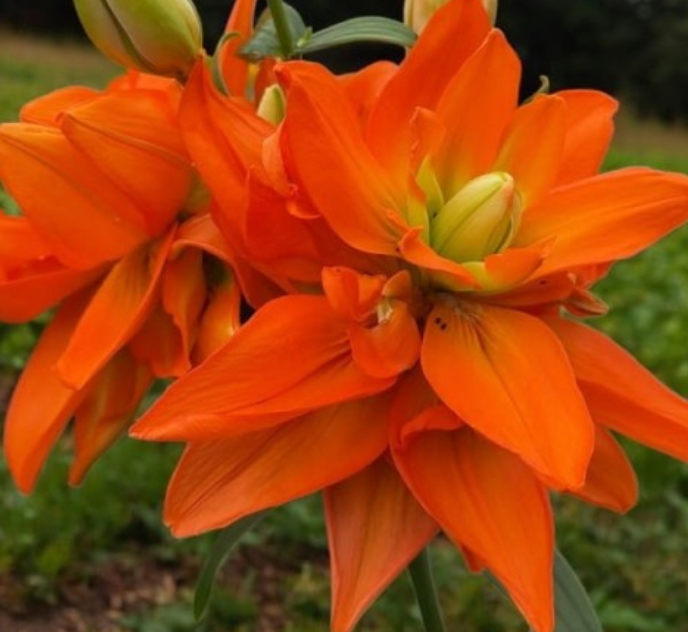 Lilijas Pildītās HULK 16/18 10gab