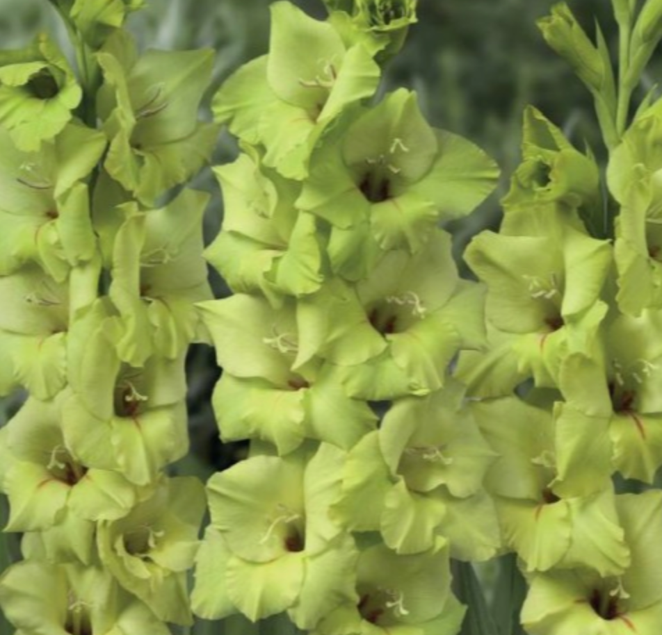 Gladiolas lielziedu PRIMA VERDE 12/14 80gab