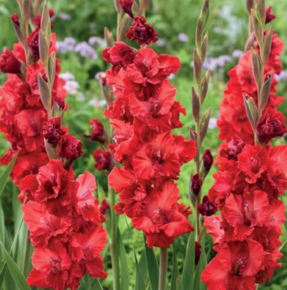 Gladiolas lielziedu EKSOTISKAS VELVET RASPBERRY 12/14 80gab