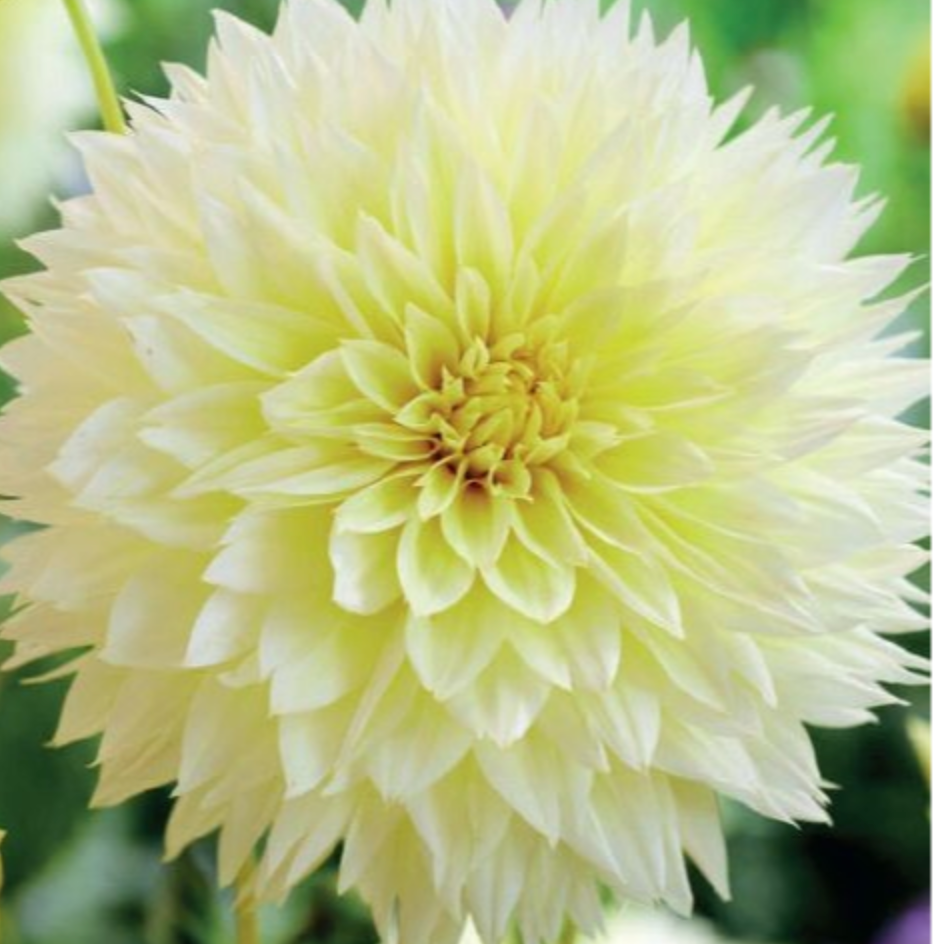 Dālijas kaktusziedu CANARY FUBUKI 8gab