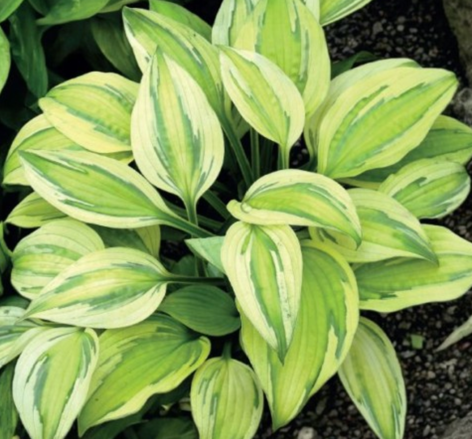 Hostas CAPTAIN'S ADVENTURE 8gab