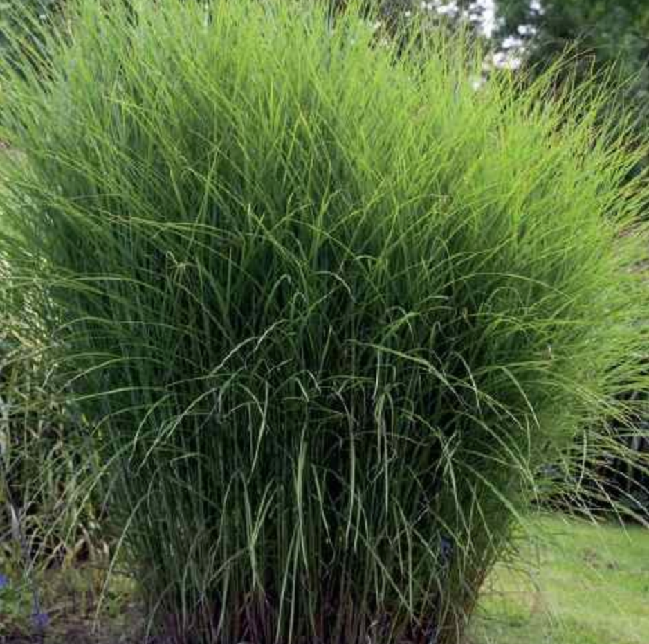 Graudzāles Sinepsis GRACILLIMUS 8gab