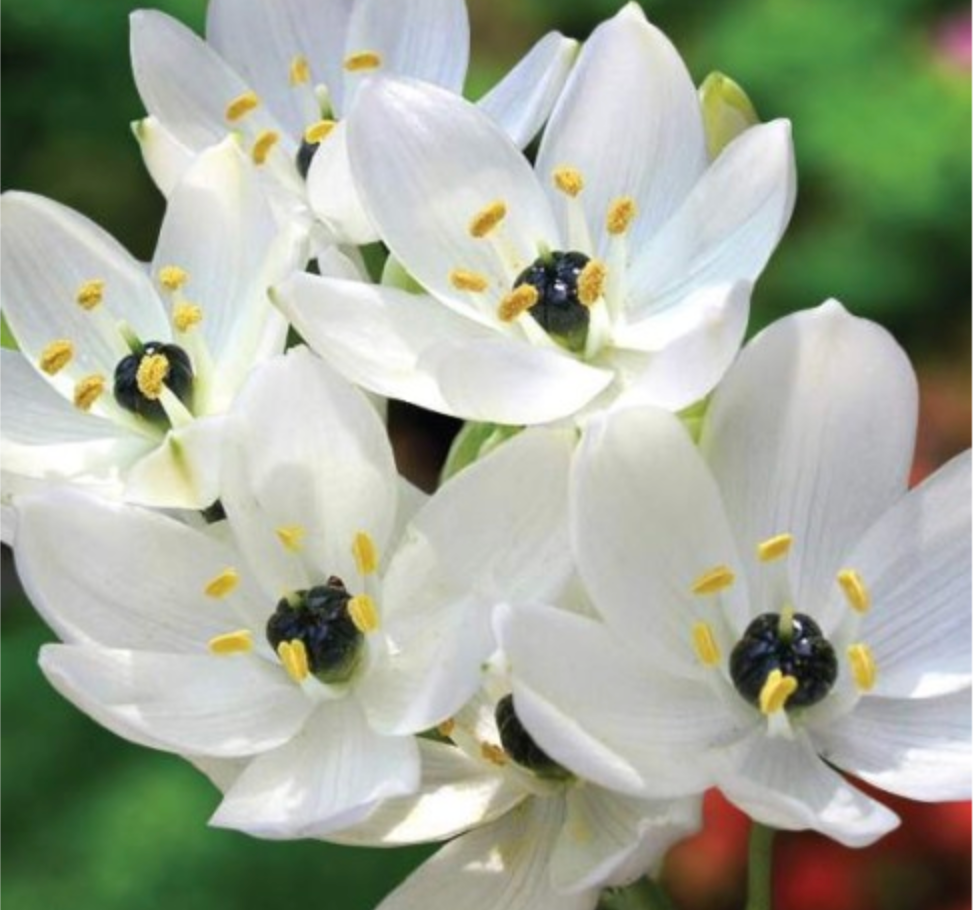 Baltstarīte Arābijas 12/14 20gab