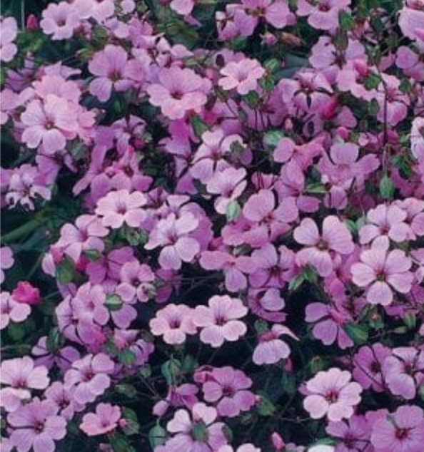 Ģipsene skarainā plīvurpuķe rozā 8gab