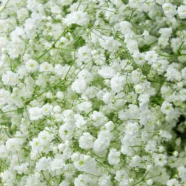 Ģipsene plīvurpuķe balta 8gab