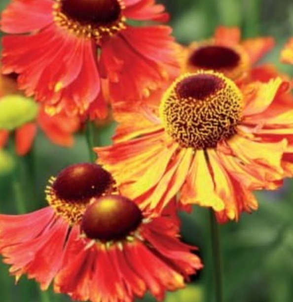 Helēnijas daudzgadīgas ‘Hot Lava’ 8gab