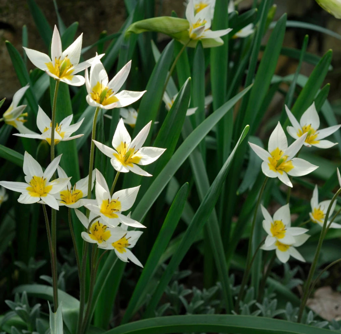 Tulpes botāniskās TURKESTANICA 5/6 80gab