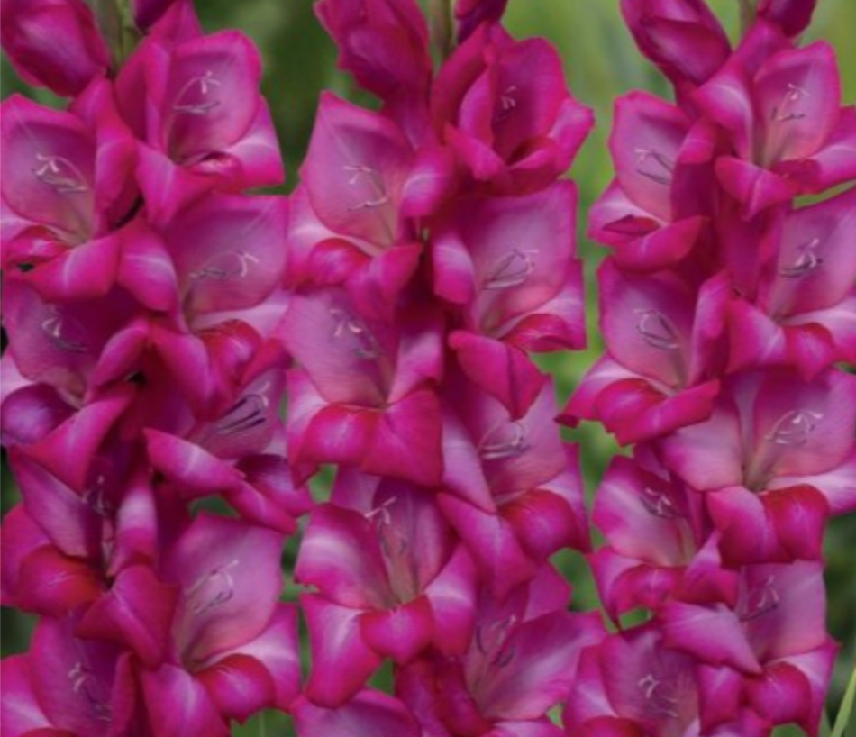 Gladiolas lielziedu ADELE 12/14 80gab