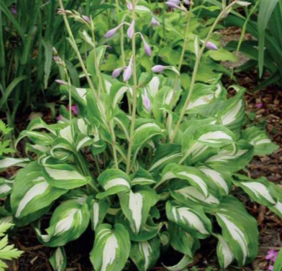 Hostas MEDIOVARIEGATA 8gab