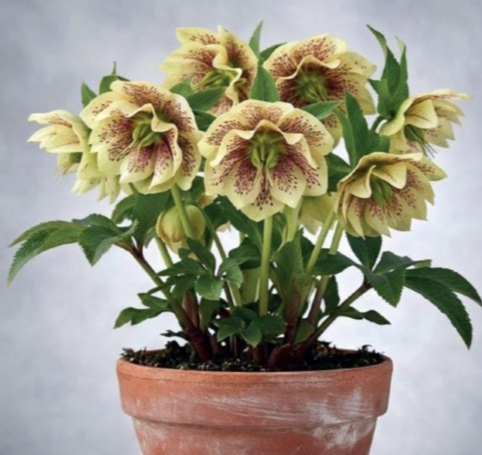 Sniegarozes pildītās DOUBLE ELLEN dzeltenas podu 6gab