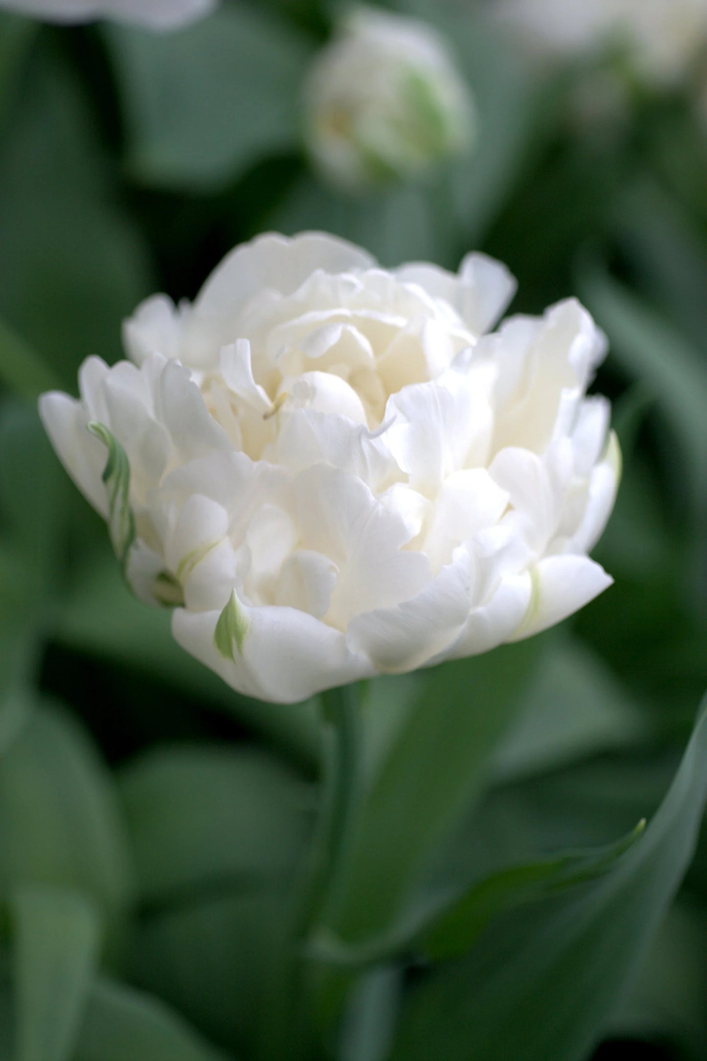 Tulpes pildītās MONDIAL 12/+ 60gab