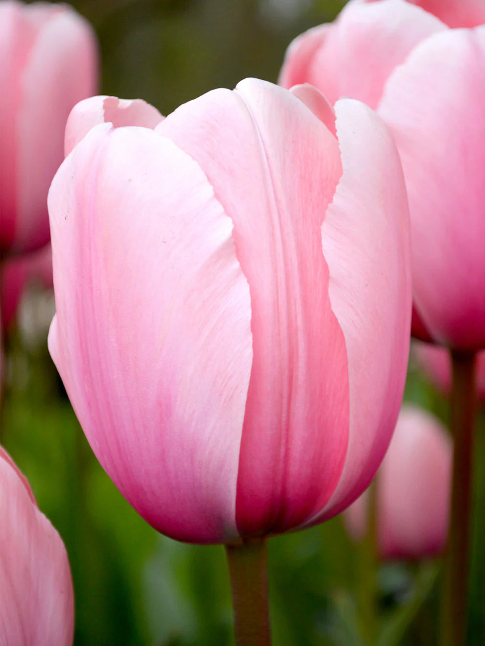Tulpes Darvina SALMON IMPRESSION 12/+ 80gab