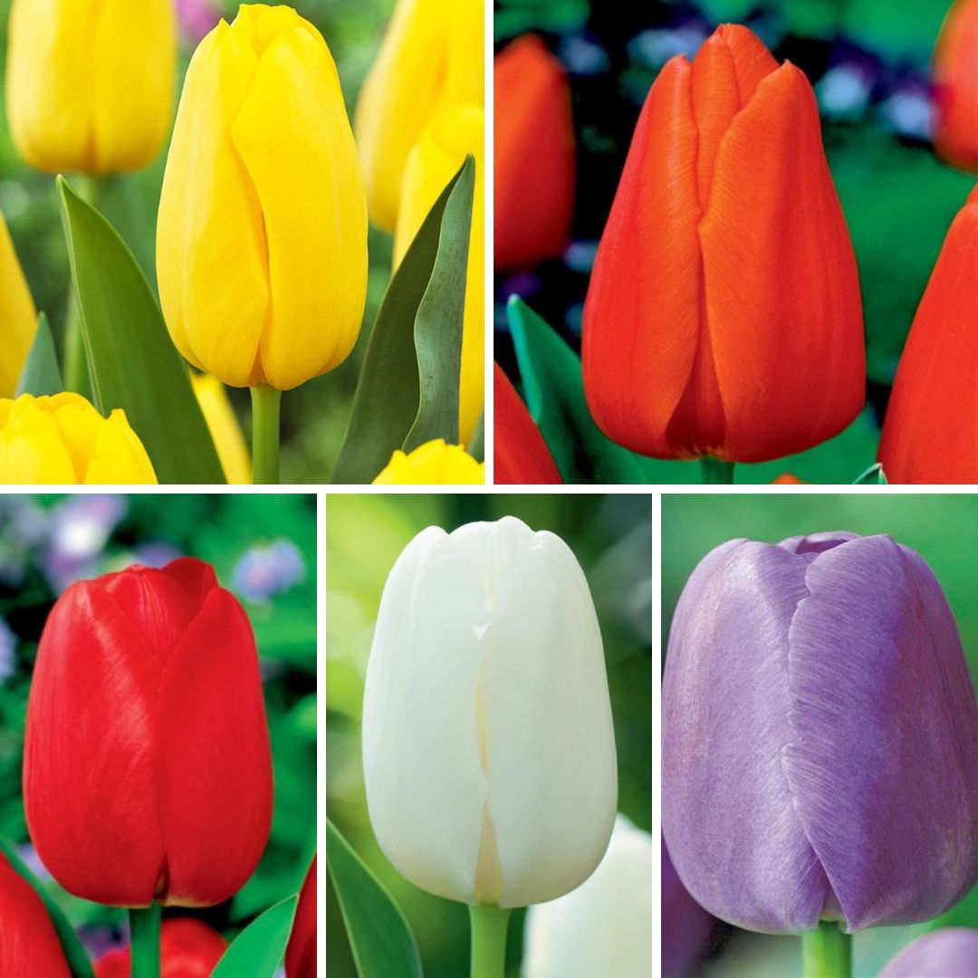 Tulpes promotion 12/+ Izlase Nr. 2, 200gab