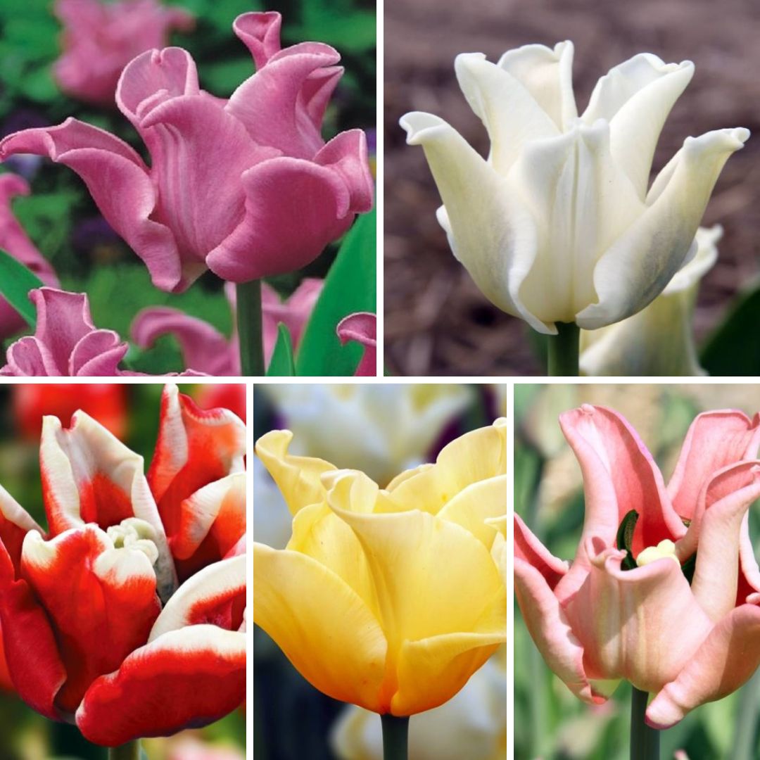 Tulpes triumfa Picture Izlase Nr. 5, 150gab