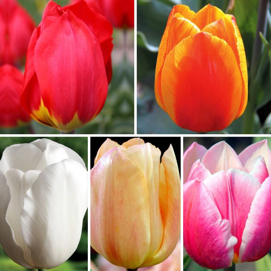 Tulpes agrās Izlase, 12/+ 400gab