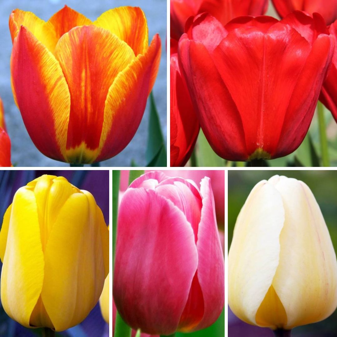 Tulpes Darvina Izlase Nr. 1, 400gab