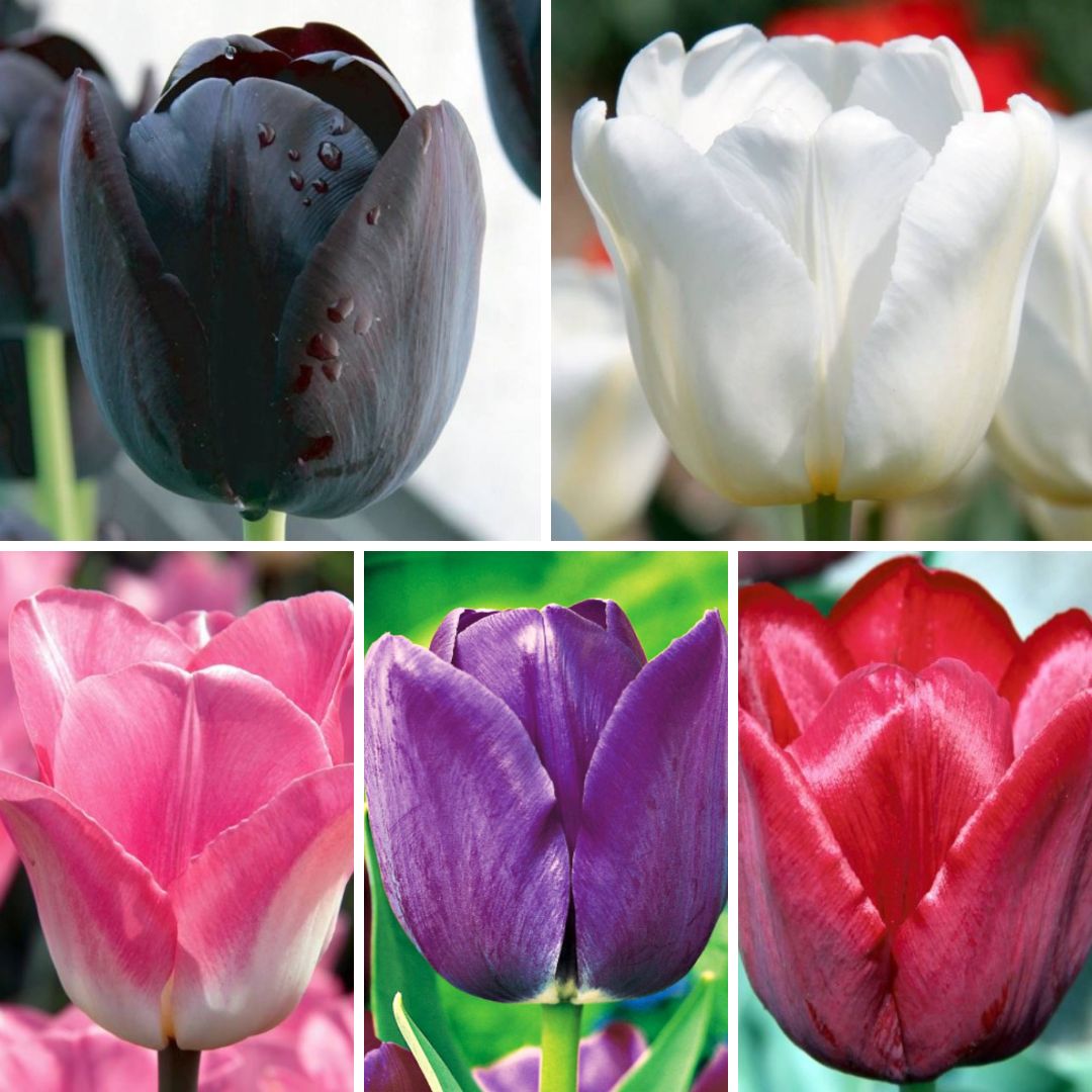 Tulpes vēlās Izlase Nr. 2, 400gab
