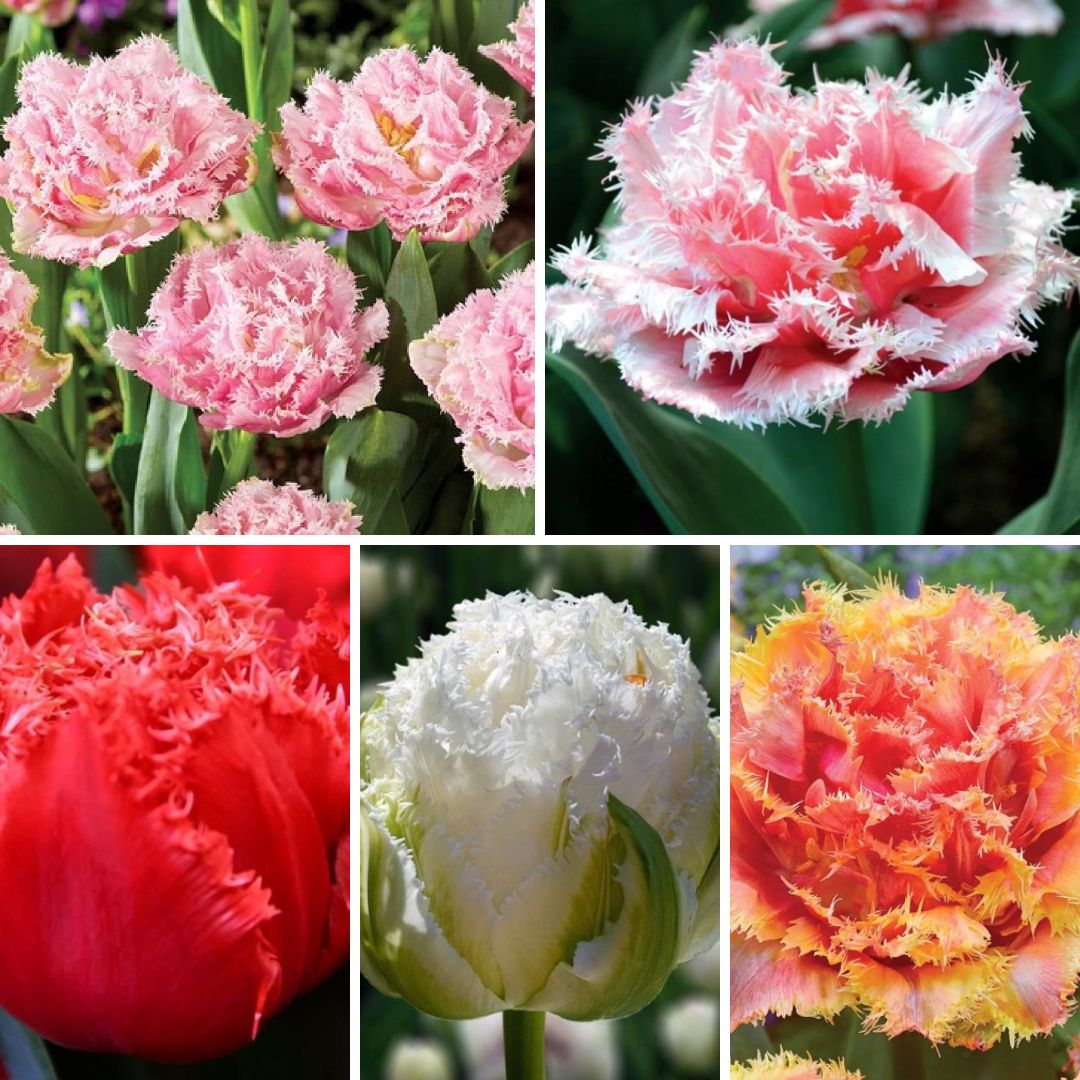 Tulpes bārkšziedu Izlase Nr. 1, 150gab