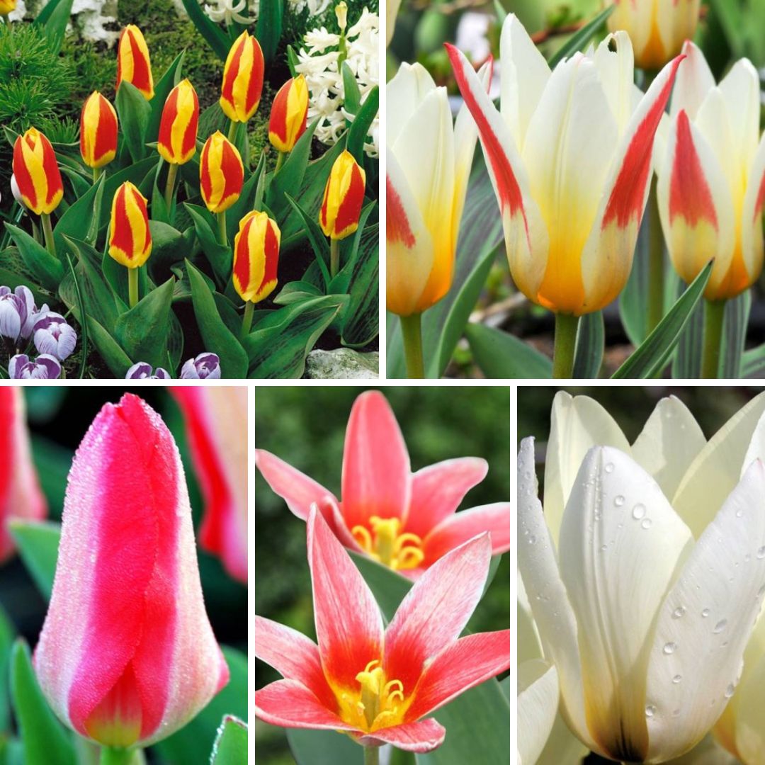 Tulpes zemās Kaufmaņa Izlase 10/11, 200gab