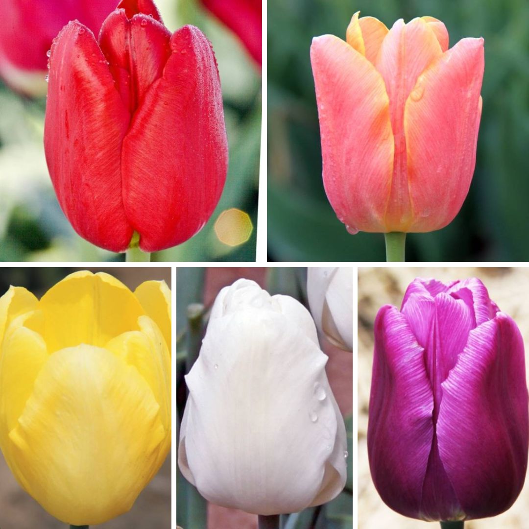 Tulpes triumfa Izlase Nr. 1, 12/+ 400gab