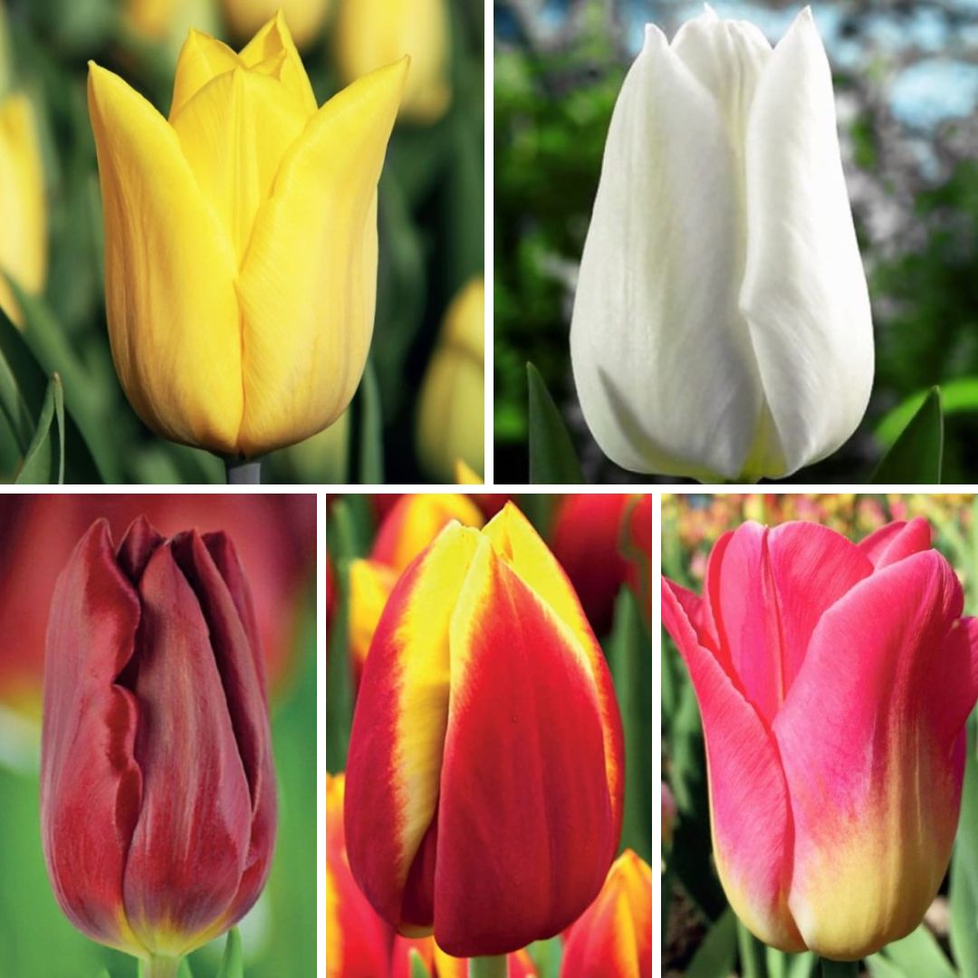 Tulpes grieztiem ziediem Izlase 12/+ 400gab