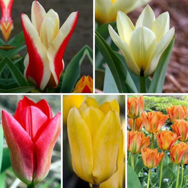 Tulpes zemās Fostera Izlase 400gab