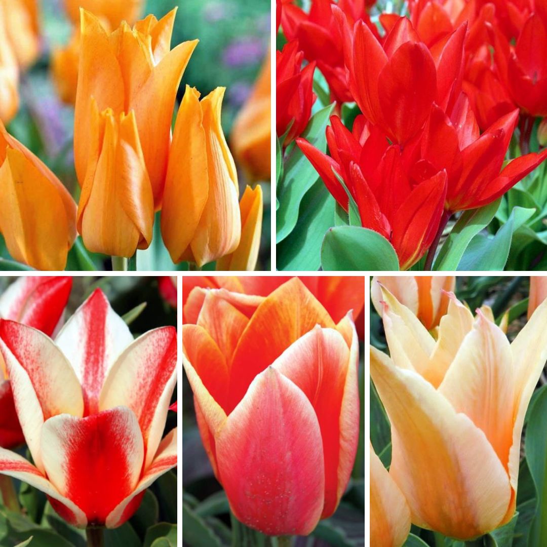 Tulpes zemās Izlase, 400gab