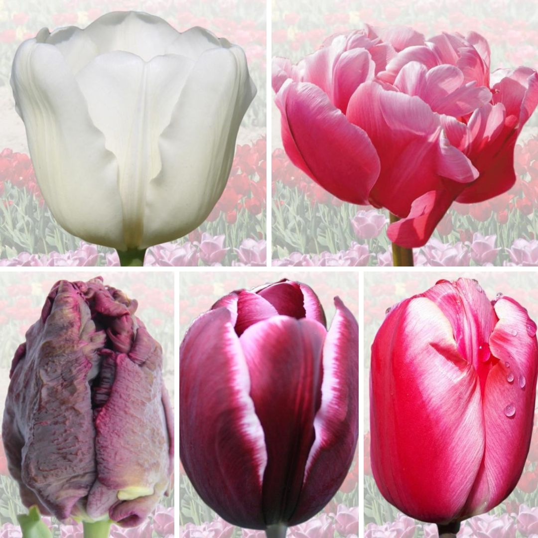 Tulpes ELITĀRĀS Izlase Nr. 1, 200gab