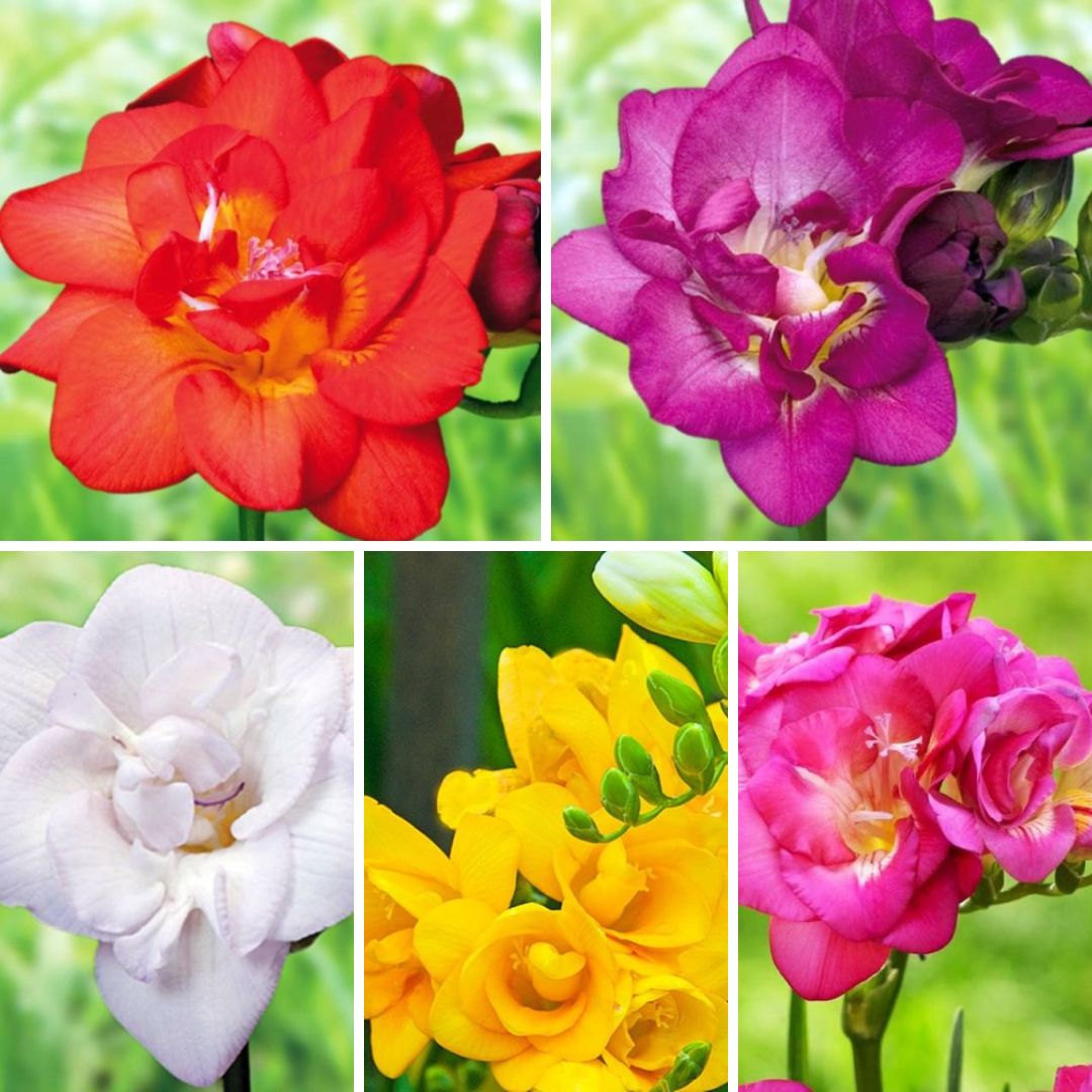 Frēzijas pildītās Izlase 750gab