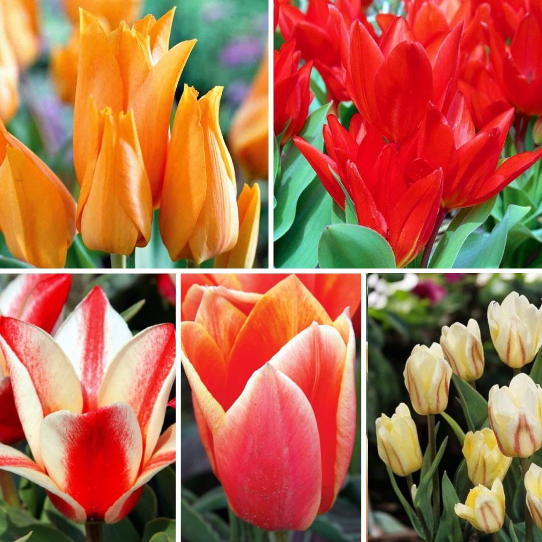 Tulpes zemās Izlase, 400gab