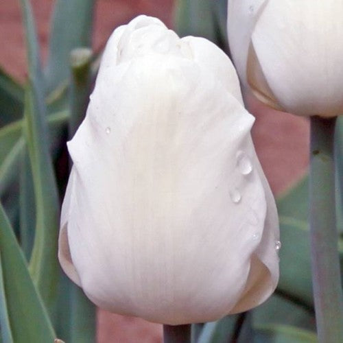 Tulpes triumfa AGRASS WHITE 12/+ 80gab
