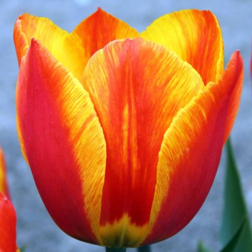 Tulpes Darvina APELDOORN'S ELITE 12/+ 80gab