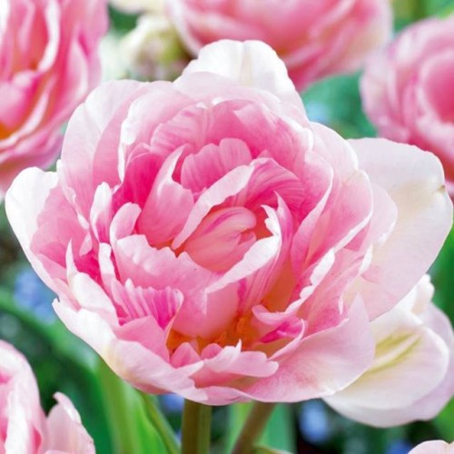 Tulpes pildītās ANGELIQUE 11/12 60gab