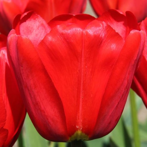 Tulpes Darvina APELDOORN 12/+ 80gab