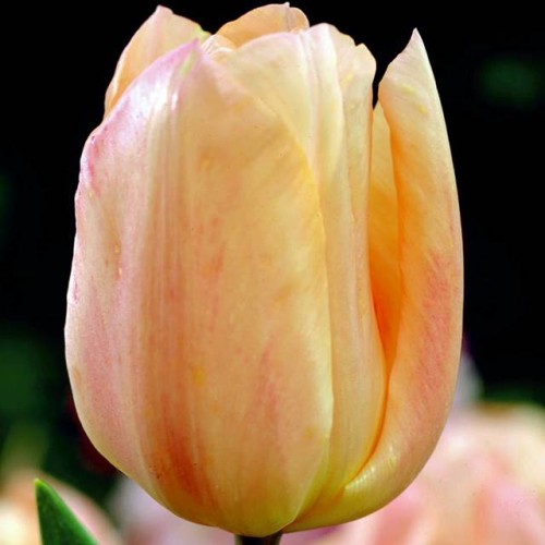Tulpes agrās APRICOT BEAUTY 12/+ 80gab