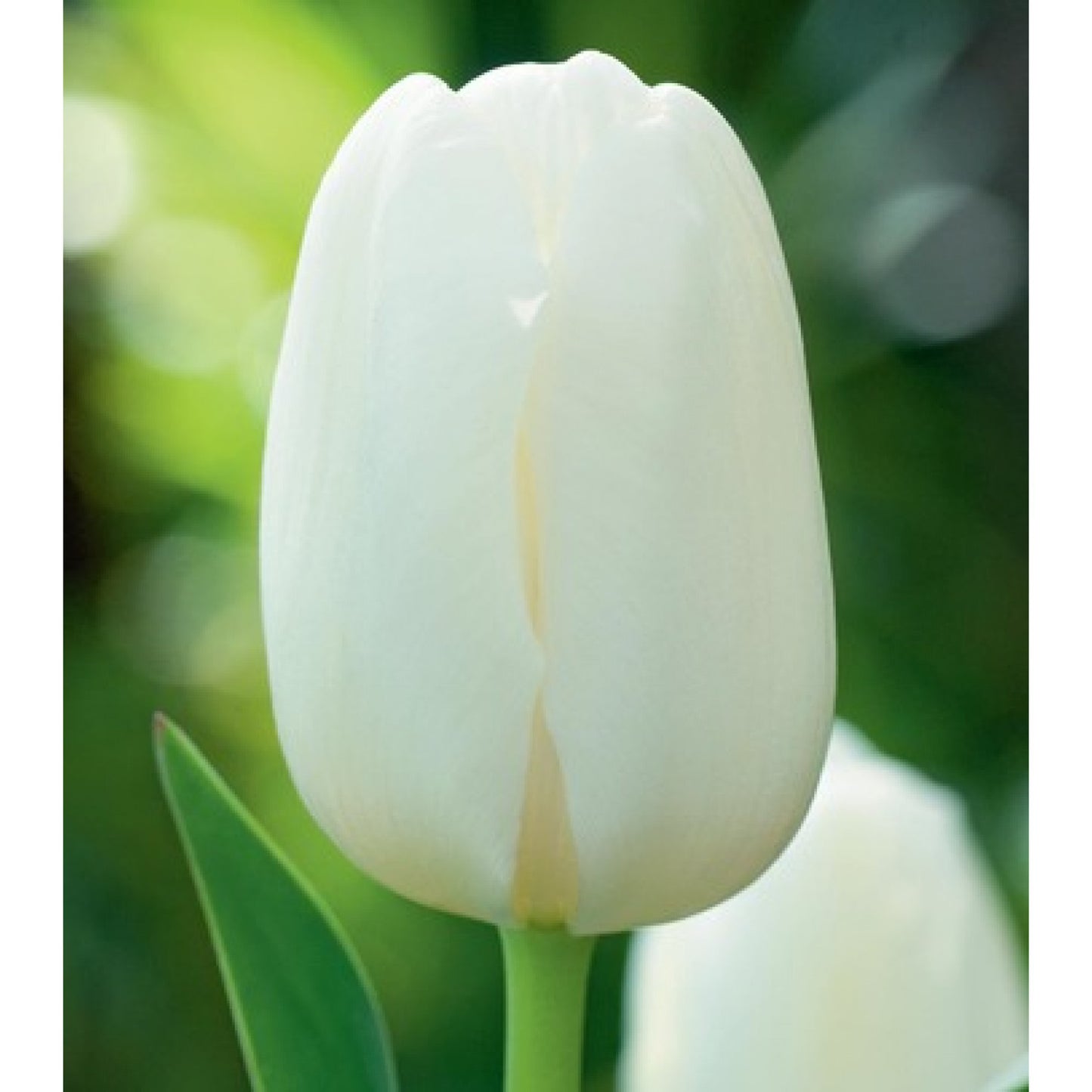 Tulpes promotion BALTAS 14/+ 50gab