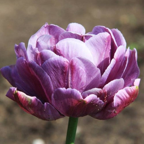 Tulpes pildītās BLUE DIAMOND 12/+ 60gab