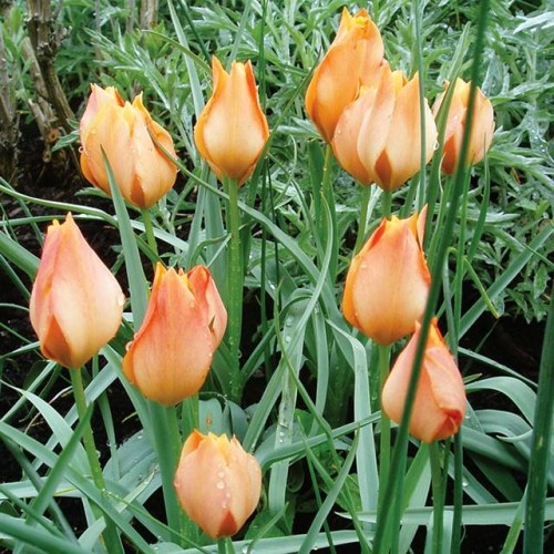 Tulpes botāniskās BRIGHT GEM 5/6 80gab