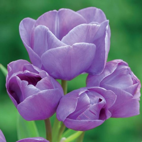 Tulpes daudzziedu BLUE HEAVEN 11/12 60gab